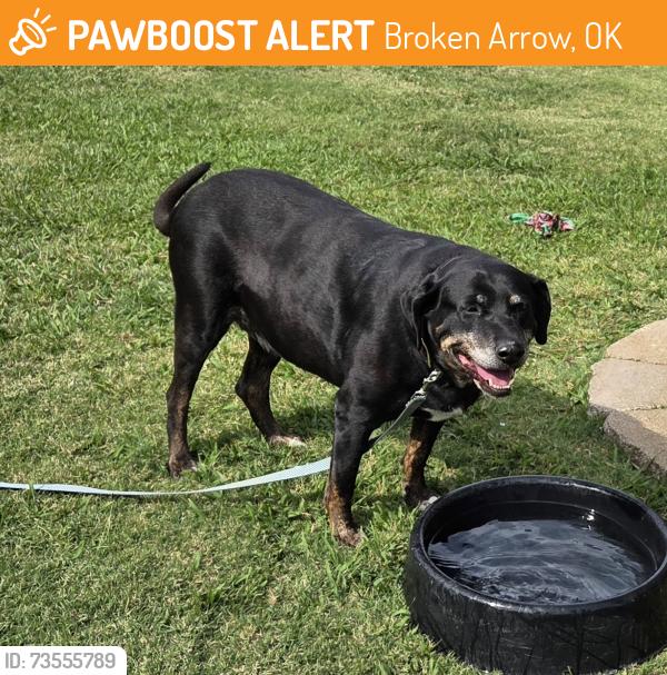 Found/Stray Female Dog last seen Between Tulsa and Broken Arrow, Broken Arrow, OK 74012