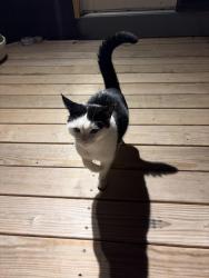 Found/Stray Male Cat last seen hse, Warwick, RI 02886