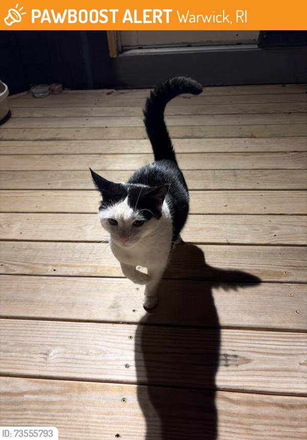 Found/Stray Male Cat last seen hse, Warwick, RI 02886