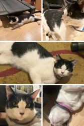 Lost Female Cat last seen Near Vanowen St, Van Nuys, CA 91405, Los Angeles, CA 91405
