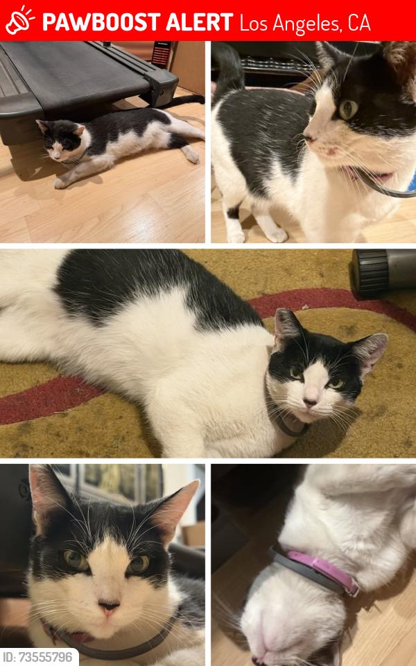 Lost Female Cat last seen Near Vanowen St, Van Nuys, CA 91405, Los Angeles, CA 91405