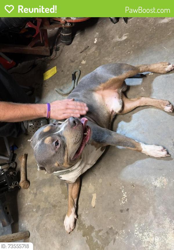 Reunited Male Dog last seen Boxelder Ln, Simpsonville, SC, USA, Simpsonville, SC 29681