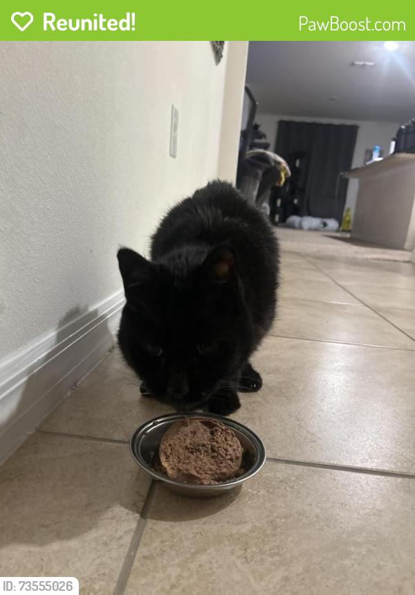 Reunited Male Cat last seen Caspian, Leesburg, FL 34748