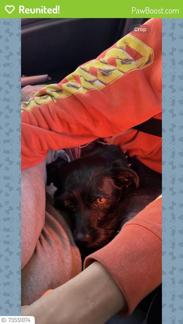 Reunited Male Dog last seen 16th and Capp, San Francisco, CA 94103