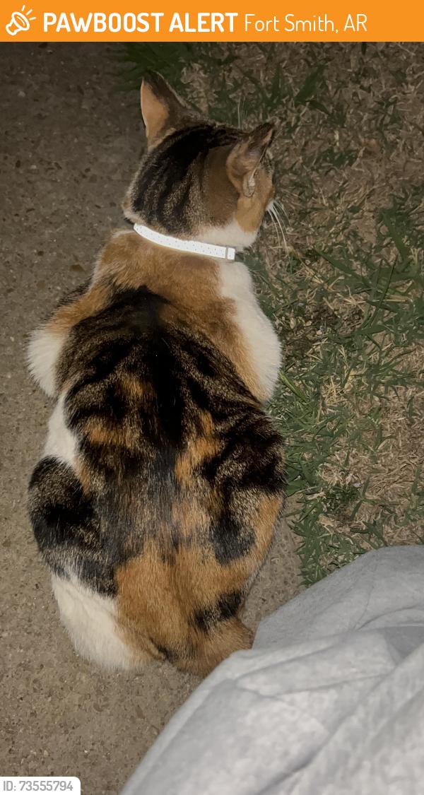 Found/Stray Unknown Cat last seen MLK Park , more specifically the gas station at the one corner, she or he was there by like that car sales place where theres sand on the ground., Fort Smith, AR 72901