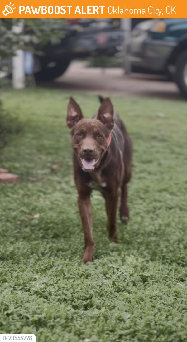 Found/Stray Male Dog last seen Everest and SE 18th St, Oklahoma City, OK 73129