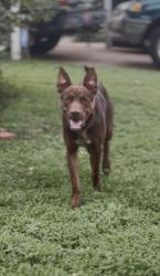 Found/Stray Male Dog last seen Everest and SE 18th St, Oklahoma City, OK 73129