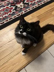 Lost Female Cat last seen West Side Ave and Harrison Ave, Jersey City, NJ 07304