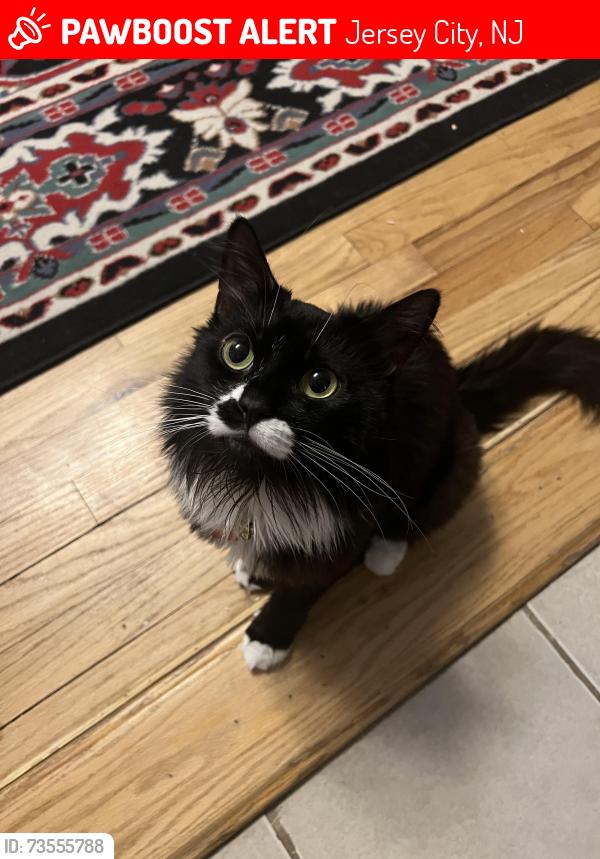 Lost Female Cat last seen West Side Ave and Harrison Ave, Jersey City, NJ 07304
