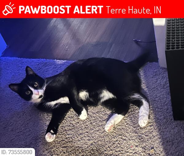 Lost Male Cat last seen Near the Indiana state campus, Terre Haute, IN 47807