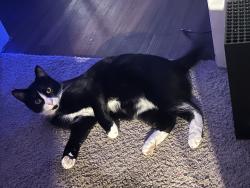 Lost Male Cat last seen Near the Indiana state campus, Terre Haute, IN 47807