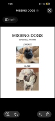 Lost Male Dog last seen Rural and broadway, Tempe, AZ 85281