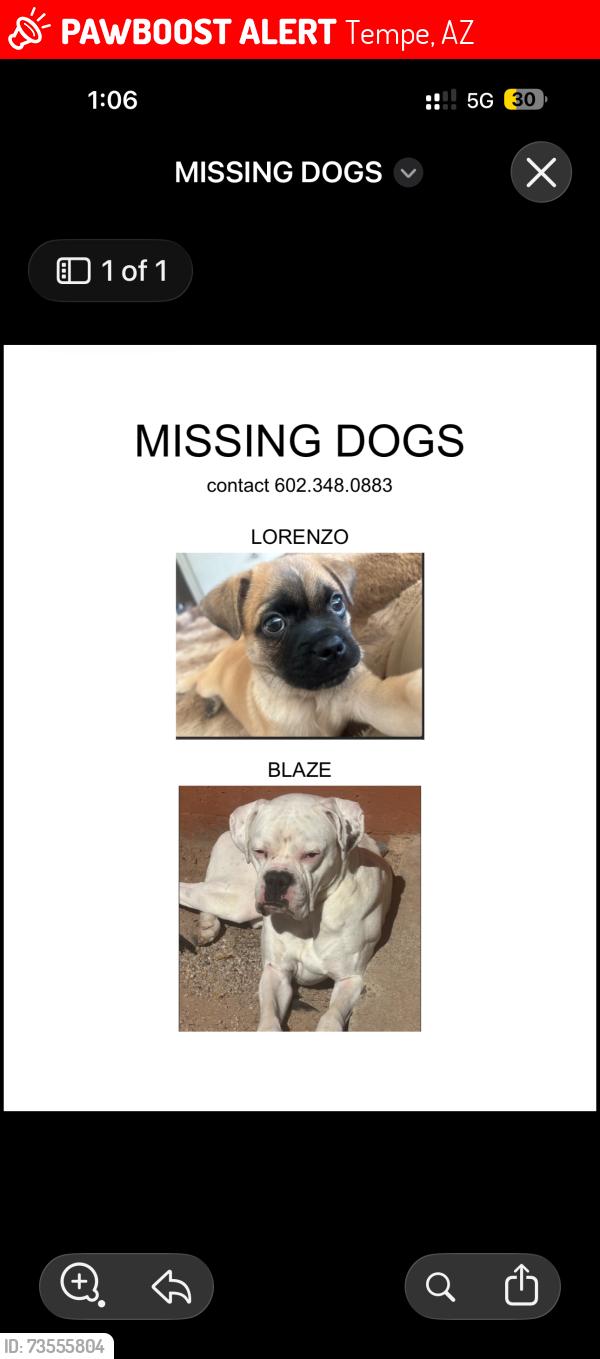 Lost Male Dog last seen Rural and broadway, Tempe, AZ 85281
