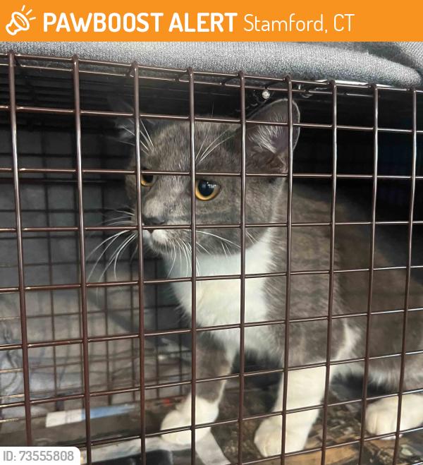 Found/Stray Male Cat last seen E. Main St./Lafayette St, Stamford, CT 06902