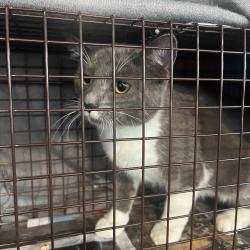 Found/Stray Male Cat last seen E. Main St./Lafayette St, Stamford, CT 06902