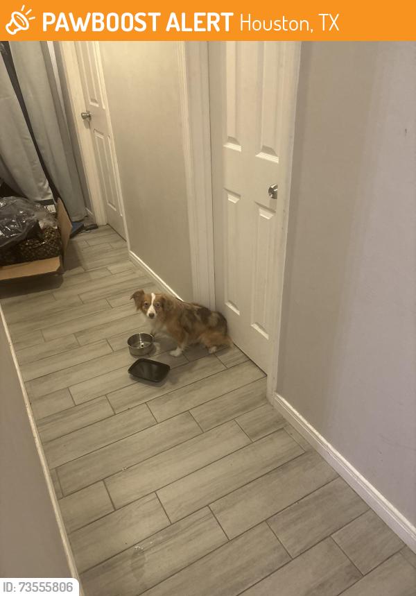 Found/Stray Female Dog last seen Gessner, Houston, TX 77042