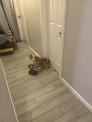 Found/Stray Female Dog last seen Gessner, Houston, TX 77042