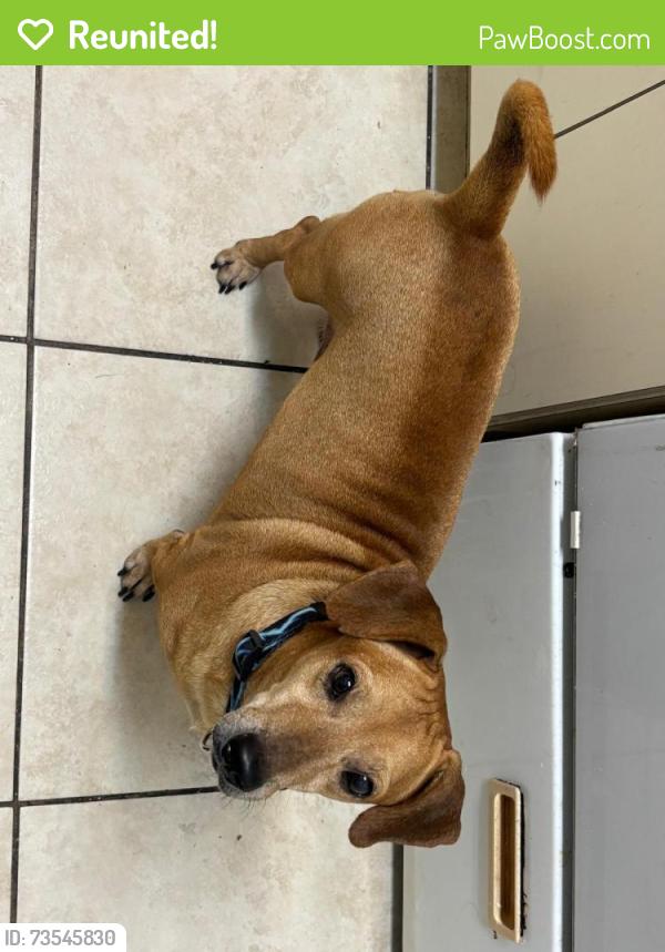Reunited Male Dog last seen Near West 32 Ave Healiah 33018 por el Sedano, Hialeah Gardens, FL 33018