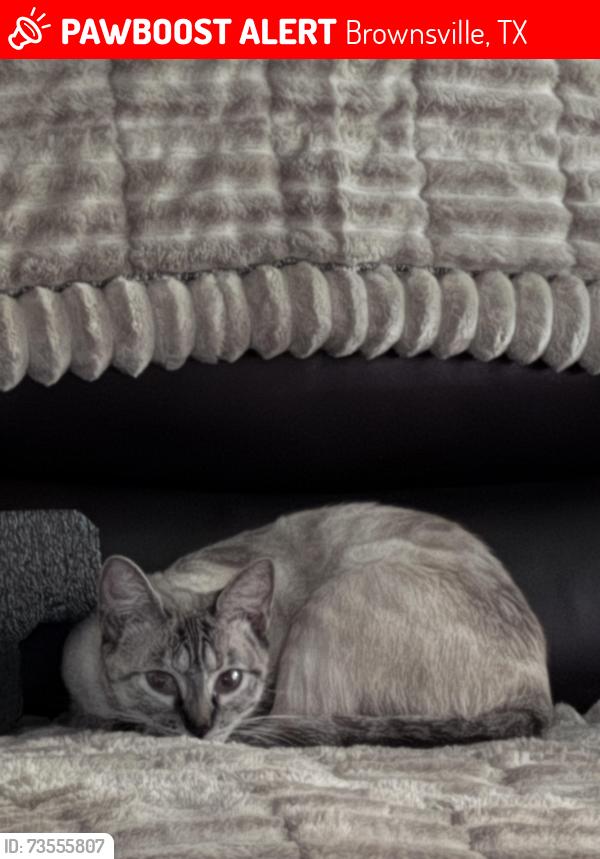 Lost Female Cat last seen California and naranjal, Brownsville, TX 78521