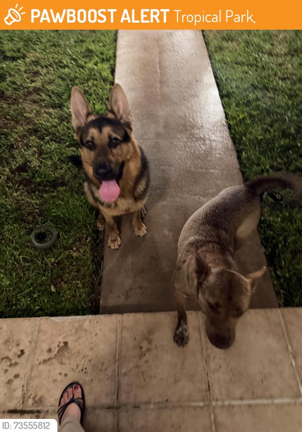 Found/Stray Male Dog last seen 87th and bird road, Tropical Park,  33155