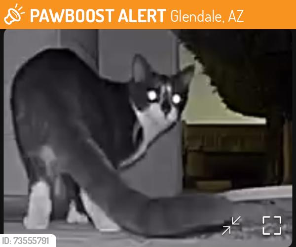 Found/Stray Unknown Cat last seen Near W Pinnacle Peak Rs, Glendale, AZ 85310