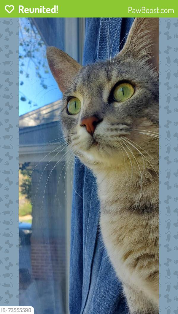 Reunited Male Cat last seen Metcalf & 71st St, Overland Park, KS 66204