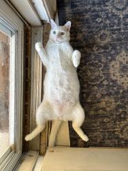 Reunited Male Cat last seen Near Cottonwood Trail, Shady Shores, TX 76208, USA, Shady Shores, TX 76208