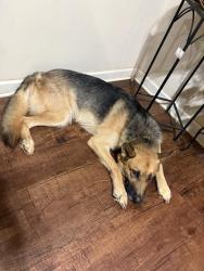 Reunited Female Dog last seen Jonesboro rd, Hampton, GA 30228