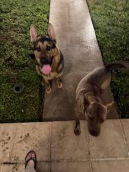 Reunited Male Dog last seen Tropical Chinese, Westchester, FL 33155