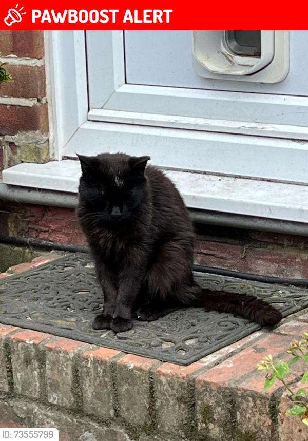 Lost Male Cat last seen Cheston Avenue CR0 8DD, Greater London, England CR0 8DD