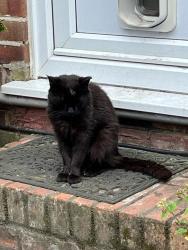 Lost Male Cat last seen Cheston Avenue CR0 8DD, Greater London, England CR0 8DD