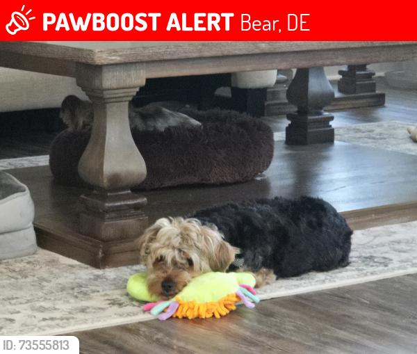 Lost Male Dog last seen Church st, Bear, DE 19701