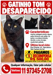 Lost Male Cat last seen Sonda Supermercado Av Goiás, Universidade São Caetano do Sul USCS, Barcelona, SP 