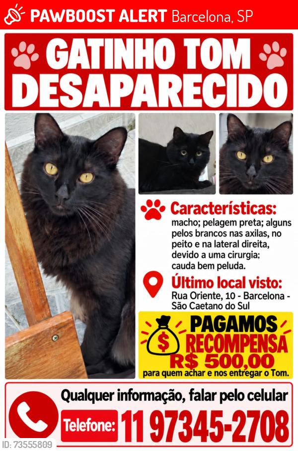 Lost Male Cat last seen Sonda Supermercado Av Goiás, Universidade São Caetano do Sul USCS, Barcelona, SP 