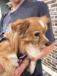 Found/Stray Female Dog last seen Close to Lakeshore and Plantation, El Lago, TX 77586