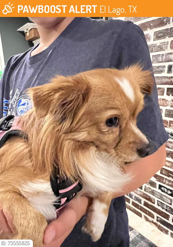 Found/Stray Female Dog last seen Close to Lakeshore and Plantation, El Lago, TX 77586