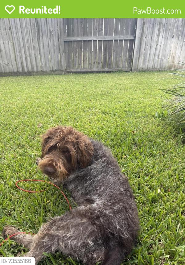 Reunited Male Dog last seen Thicket hollow ln, Cypress, TX 77429