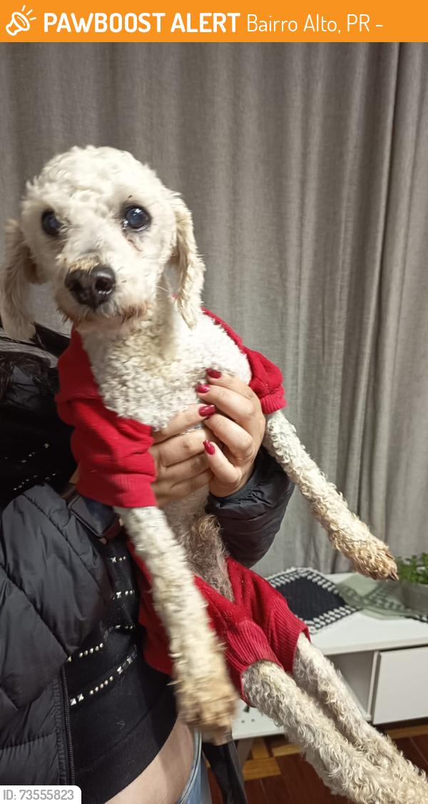 Found/Stray Male Dog last seen Rua Coronel Domingos Soares, Bairro Alto, PR 82820-150