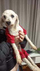 Found/Stray Male Dog last seen Rua Coronel Domingos Soares, Bairro Alto, PR 82820-150