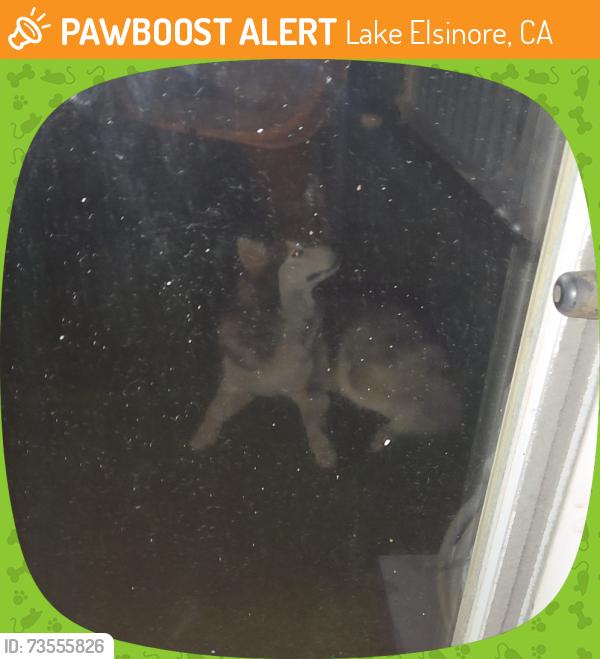 Lost Unknown Dog last seen Lake elsinore, Lake Elsinore, CA 92530