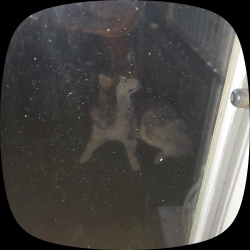 Lost Unknown Dog last seen Lake elsinore, Lake Elsinore, CA 92530
