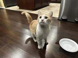 Found/Stray Unknown Cat last seen McKenny Pl, Yucaipa, CA 92359