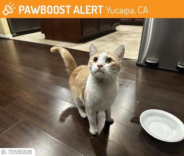 Found/Stray Unknown Cat last seen McKenny Pl, Yucaipa, CA 92359