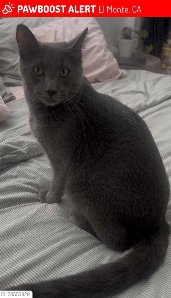 Lost Male Cat last seen Bonwood RD, El Monte, CA 91732