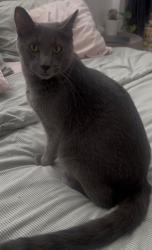Lost Male Cat last seen Bonwood RD, El Monte, CA 91732
