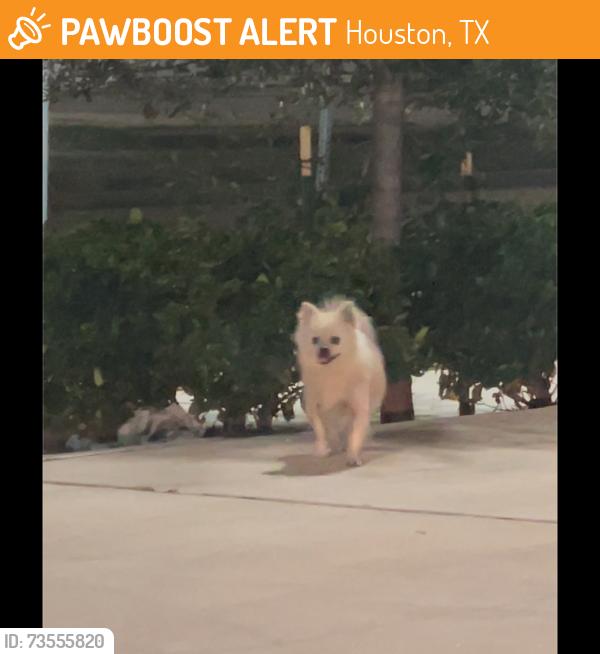 Found/Stray Unknown Dog last seen Broadway and Ithaca, Houston, TX 77017