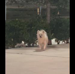Found/Stray Unknown Dog last seen Broadway and Ithaca, Houston, TX 77017