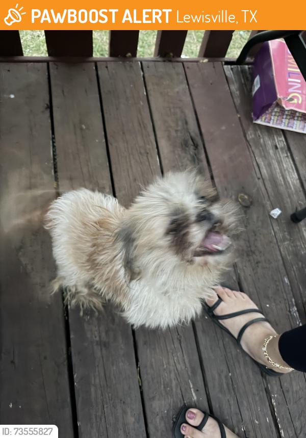 Found/Stray Female Dog last seen Valley pkwy / Creekside manufactured homes, Lewisville, TX 75067