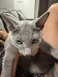 Lost Male Cat last seen 93rd and 2nd avenue, New York, NY 10128