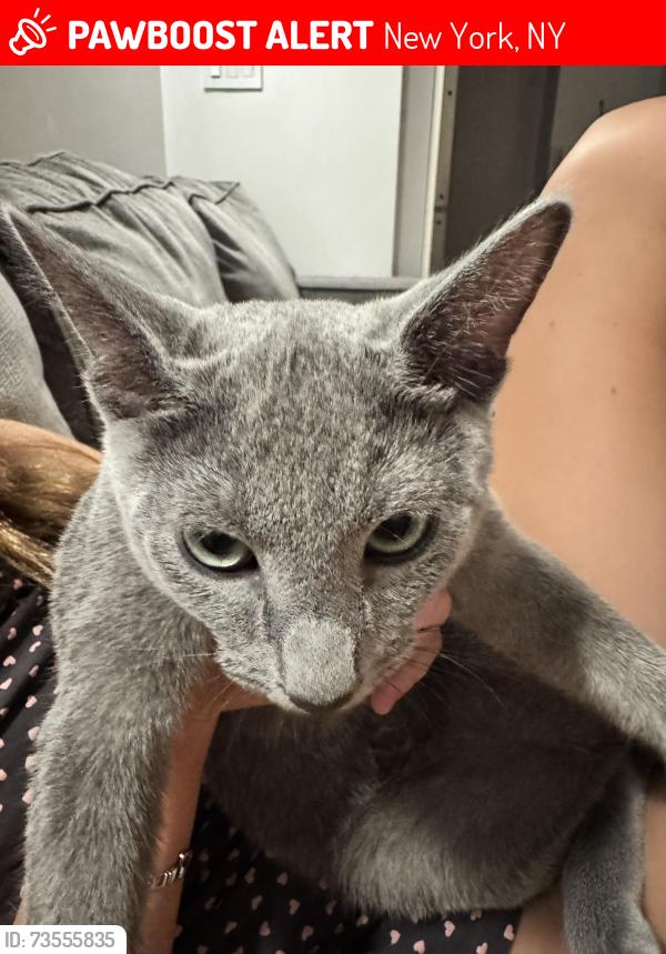 Lost Male Cat last seen 93rd and 2nd avenue, New York, NY 10128